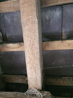 An example of woodworm affected wood in a roof.