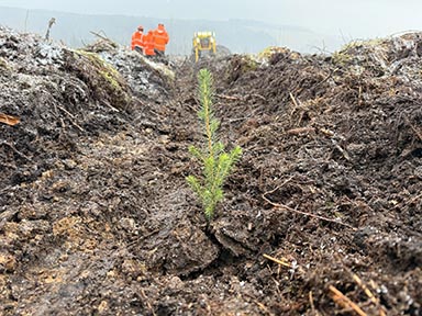 A newly planted sapling in the foreground with workmen and the PlatMax machine in the background.