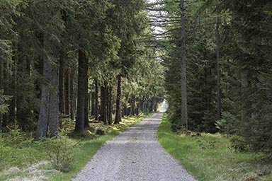 A gravel path through a wooded area.
